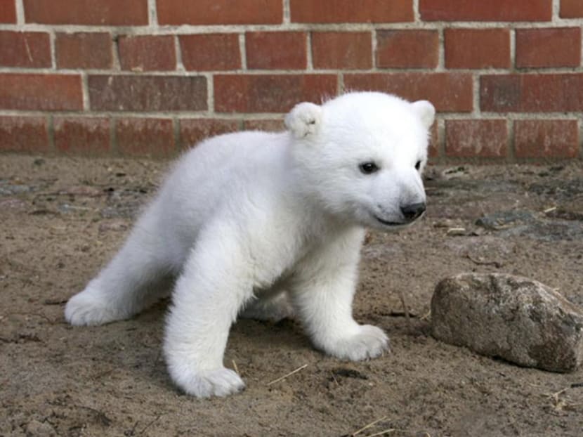 Gallery: Scientists solve mystery of polar bear Knut’s death
