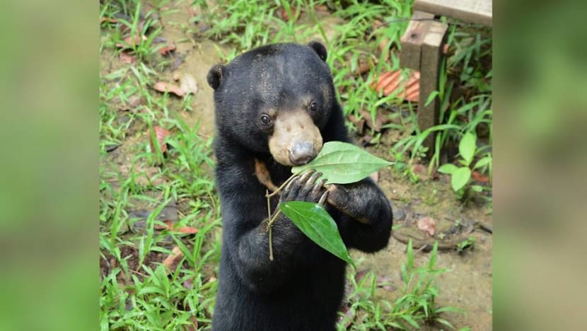 Adopt a sun bear or terrapin: Wildlife conservationists in Malaysia appeal for donations to ride out COVID-19 impact