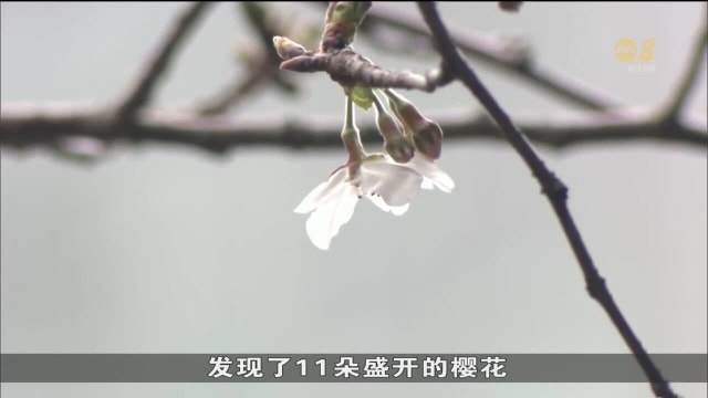日本东京樱花开始绽放 大批民众聚集赏花