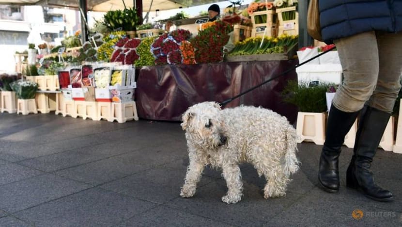 New dog walking rule in Germany leave owners scratching their heads New dog walking rule in Germany leave owners scratching their heads