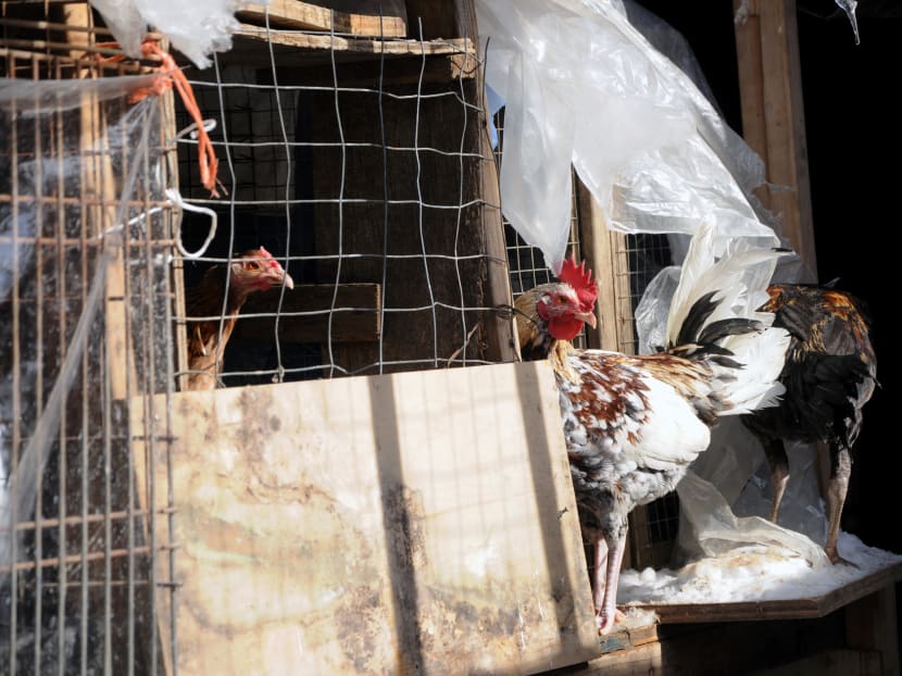 3000 Birds Rescued In Ny Cockfighting Bust Today 