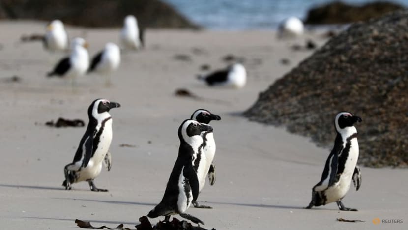 African penguins endangered by shipping noise in Algoa Bay African penguins endangered by shipping noise in Algoa Bay