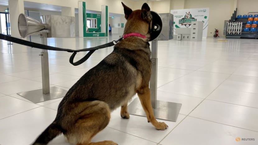 Led by the nose: Meet the UAE's COVID-19 sniffer dogs Led by the nose: Meet the UAE's COVID-19 sniffer dogs