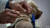 Beijing's pet lovers turn to acupuncture to treat their furry friends