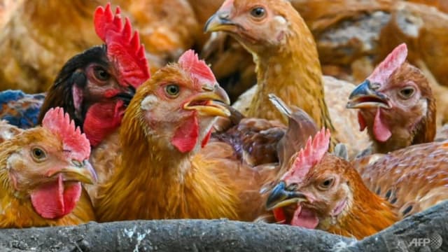 马国：鸡只供应已稳定 有出口空间