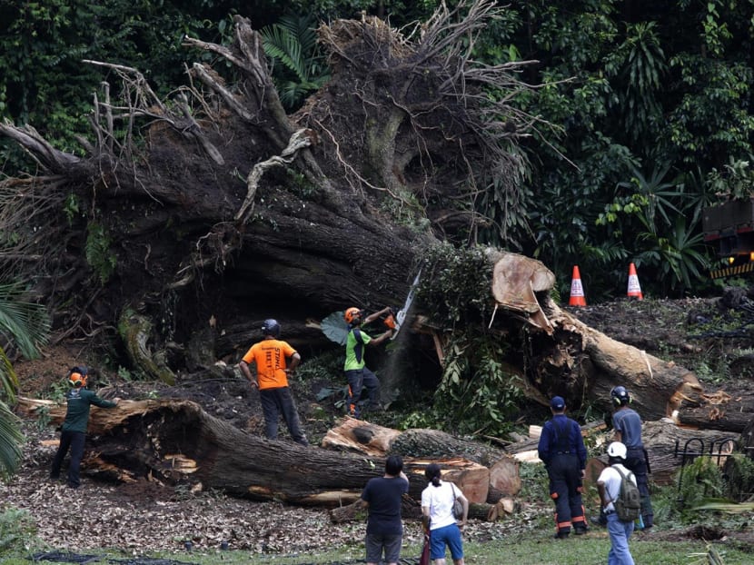 NParks disputes arborists’ diagnosis on tembusu tree in fatal incident
