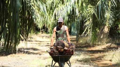 Malaysia sees sustained competitiveness even as Indonesia resumes palm oil exports
