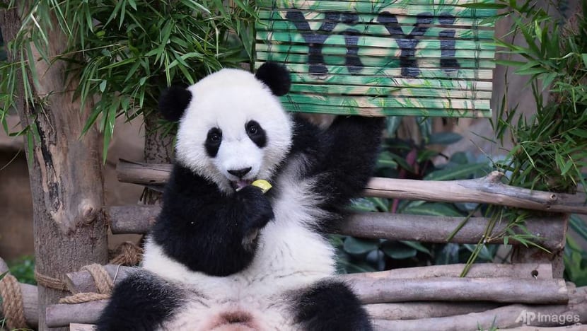 Malaysia names second panda cub Yi Yi to recognise friendship with China Malaysia names second panda cub Yi Yi to recognise friendship with China