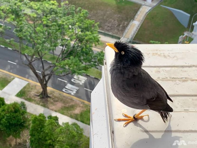 The one-legged mynah who dropped by one day – and now makes daily house calls