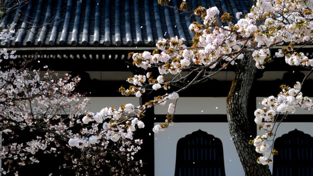 研究：京都樱花去年盛开时间 为过去1200年来最早的一年