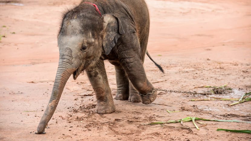 Beasts of burden: 'If there’s no blood, how can it be afraid?' - The making and breaking of Thailand's elephants Beasts of burden: 'If there’s no blood, how can it be afraid?' - The making and breaking of Thailand's elephants