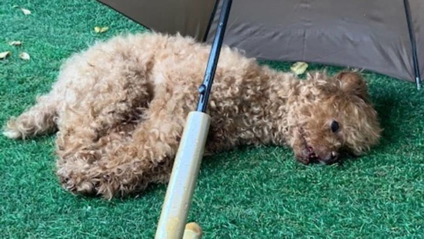Maid jailed for throwing dog from balcony; animal was badly injured and had to be put down Maid jailed for throwing dog from balcony; animal was badly injured and had to be put down