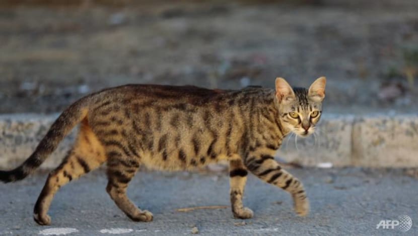 Briton dies from rabies after cat bite in Morocco Briton dies from rabies after cat bite in Morocco