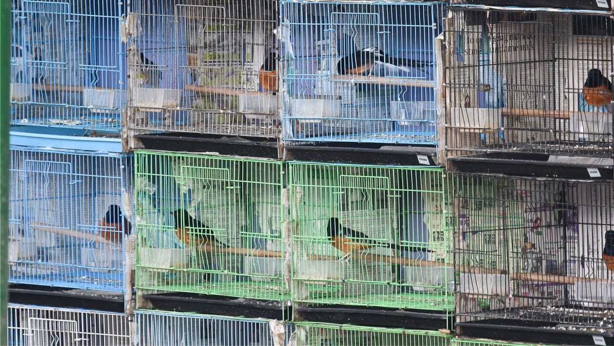 Bird shops discount