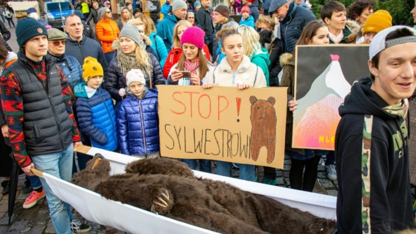 Sleeping bears force Polish TV to shift noisy New Year party Sleeping bears force Polish TV to shift noisy New Year party