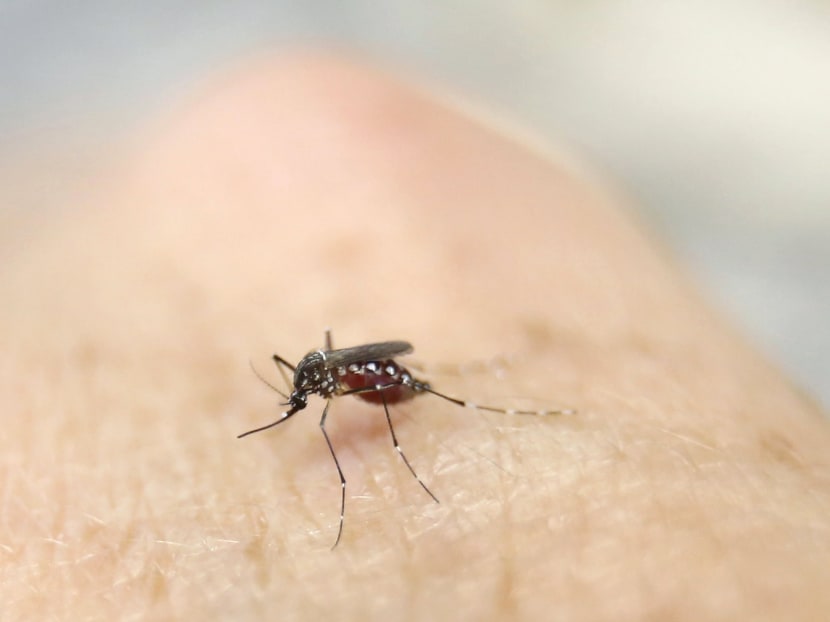 An Aedes aegypti mosquito is seen on human hand in a laboratory of the International Training and Medical Research Training Center (CIDEIM) in Cali, Colombia, on Jan 28, 2016. Photo: Reuters