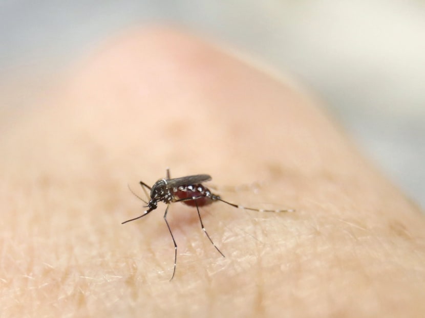 An Aedes aegypti mosquito is seen on human hand in a laboratory of the International Training and Medical Research Training Center (CIDEIM) in Cali, Colombia, on Jan 28, 2016. Photo: Reuters An Aedes aegypti mosquito is seen on human hand in a laboratory of the International Training and Medical Research Training Center (CIDEIM) in Cali, Colombia, on Jan 28, 2016. Photo: Reuters