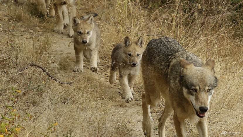 Researchers have identified a new pack of endangered gray wolves in California