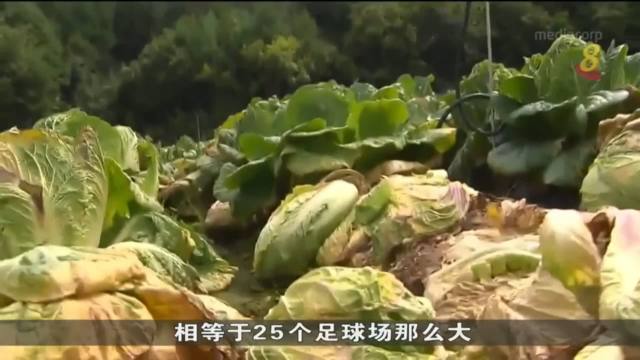 因疫情气候变化细菌感染 韩国大白菜失收价格暴跌