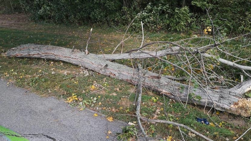One boy killed, more injured as strong winds hit Central Europe One boy killed, more injured as strong winds hit Central Europe