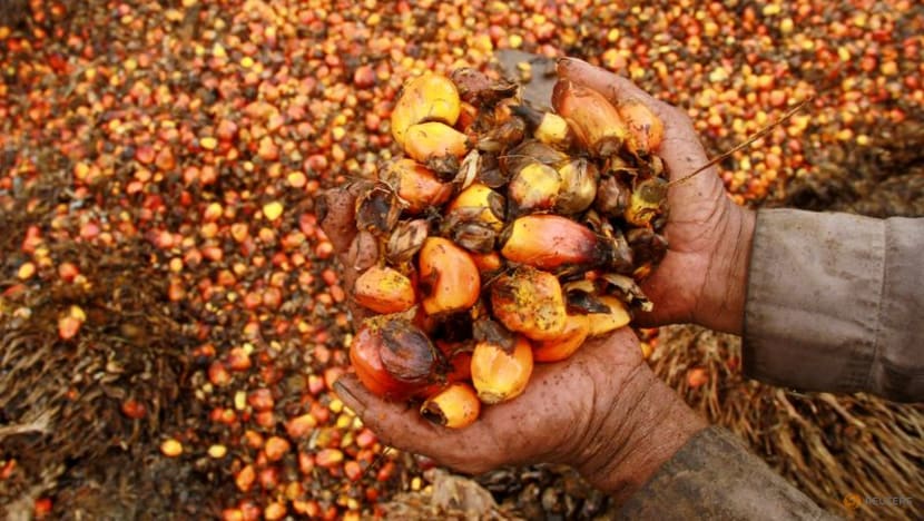 Malaysia keeps Oct crude palm oil export tax at 8per cent
Malaysia keeps Oct crude palm oil export tax at 8per cent
