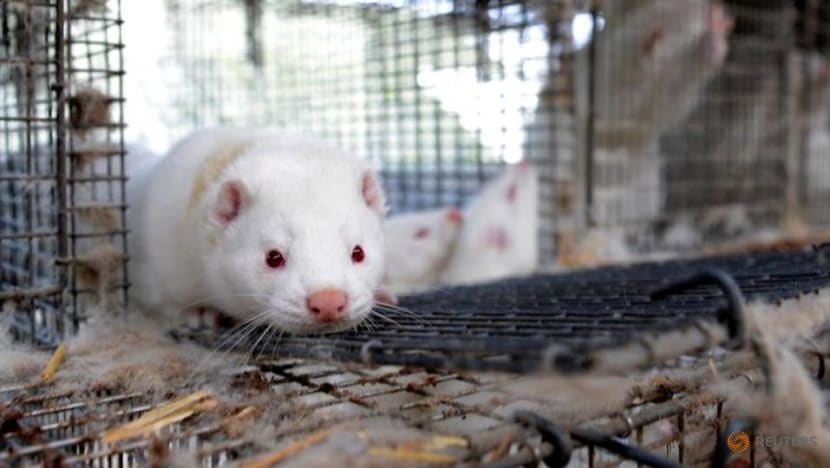 Denmark to cull up to one million mink due to risk of coronavirus contagion Denmark to cull up to one million mink due to risk of coronavirus contagion