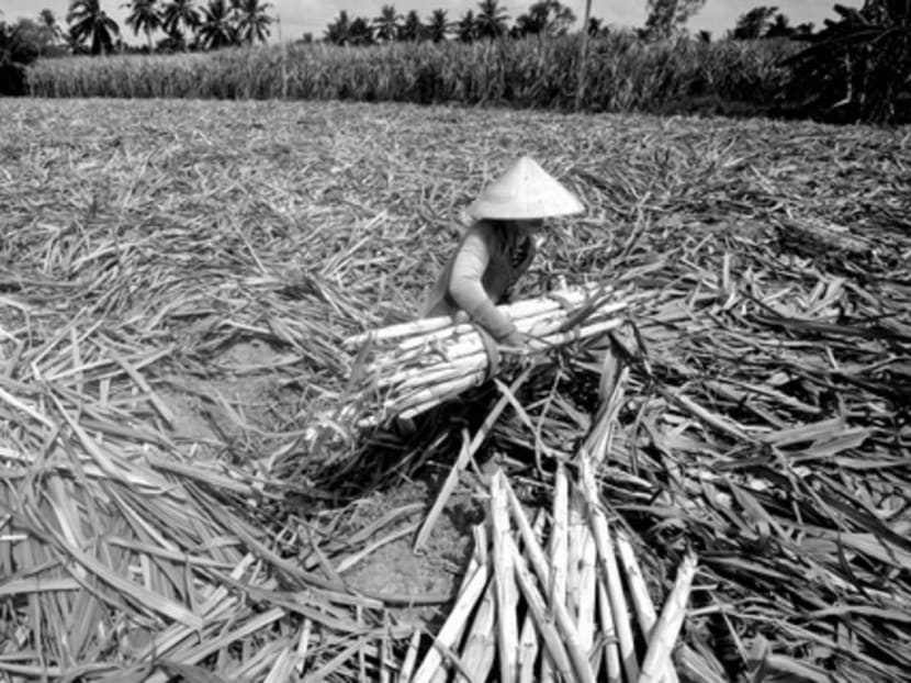 Sugarcane being harvested on a drought-stricken farm in the Mekong Delta, Vietnam, last month. Depleted river flows in the Mekong River have led to saltwater intrusions from the South China Sea. Photo: Reuters