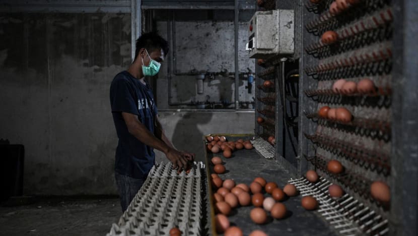 'Don’t hoard': KL residents warned against panic buying amid egg shortage