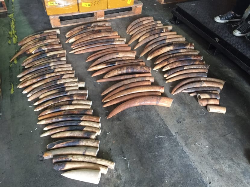 S$1.3m worth of illegal ivory, pangolin scales seized S$1.3m worth of illegal ivory, pangolin scales seized