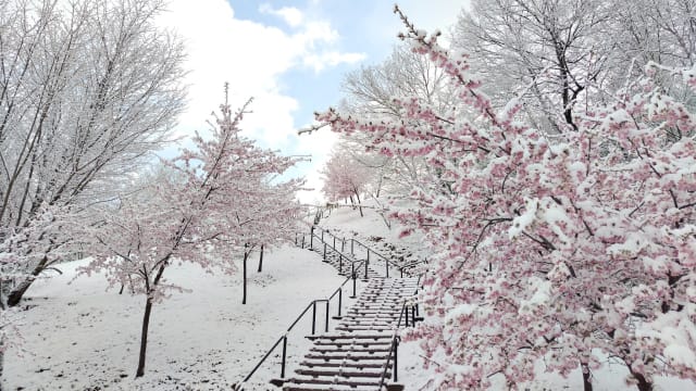 日本逢春仍降雪 造就雪中樱花绝美景色