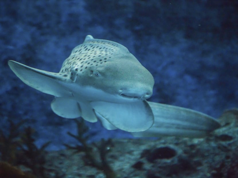 SEA Aquarium's ‘miracle baby’ shark turns 5 on Singapore’s National Day SEA Aquarium's ‘miracle baby’ shark turns 5 on Singapore’s National Day