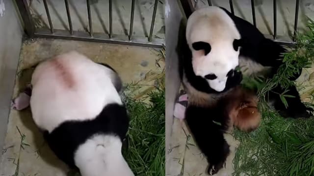 “吃货”嘉嘉啃竹子  差点一屁股坐在大熊猫宝宝身上