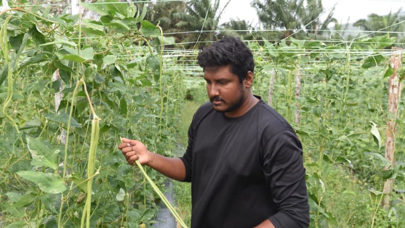 'All 2,000 cucumbers died': Shortage of vegetables, durians from Johor as crops destroyed by floods and heat 'All 2,000 cucumbers died': Shortage of vegetables, durians from Johor as crops destroyed by floods and heat