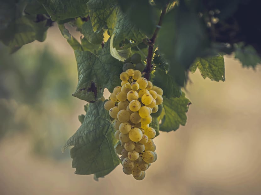 Everything you need to know about old vine wines and what makes them truly special Everything you need to know about old vine wines and what makes them truly special
