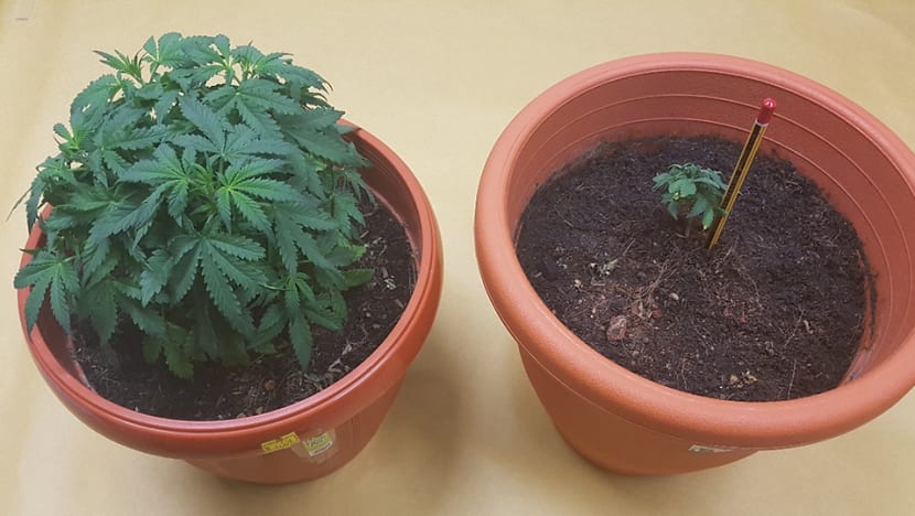Man who grew cannabis plants in his Yishun flat gets 4 years' jail