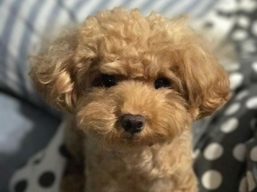 A photo of Treasure, the dog which died after it was abused by Gerald Kok Zhin Oi. Photo: AVA A photo of Treasure, the dog which died after it was abused by Gerald Kok Zhin Oi. Photo: AVA