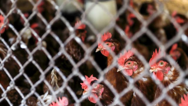 台湾农场鸡只确诊禽流感 当局扑杀近8000只鸡