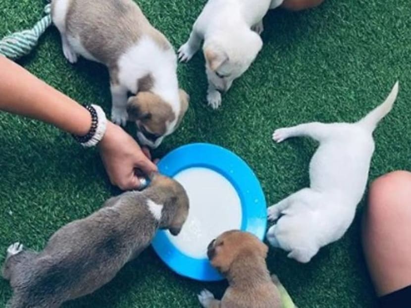 What's better than a Bali holiday? A Bali holiday with puppies for S$30 a night What's better than a Bali holiday? A Bali holiday with puppies for S$30 a night