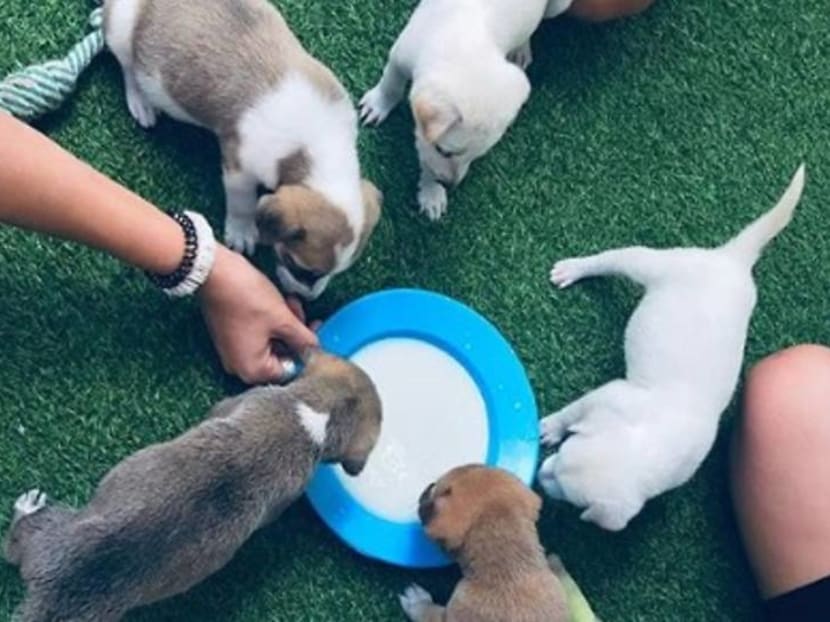 What’s better than a Bali holiday? A Bali holiday with puppies for S$30