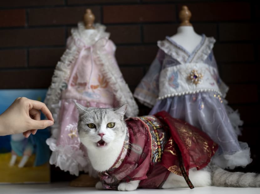 Pet cat Liu Liu wears a hanfu gown in Changsha, China's central Hunan province.