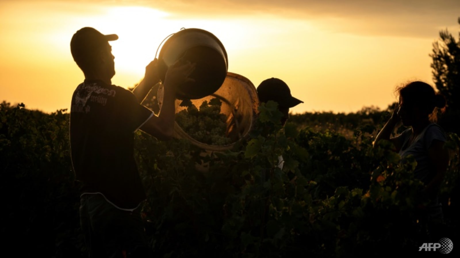 Premature harvests latest test for French winemakers