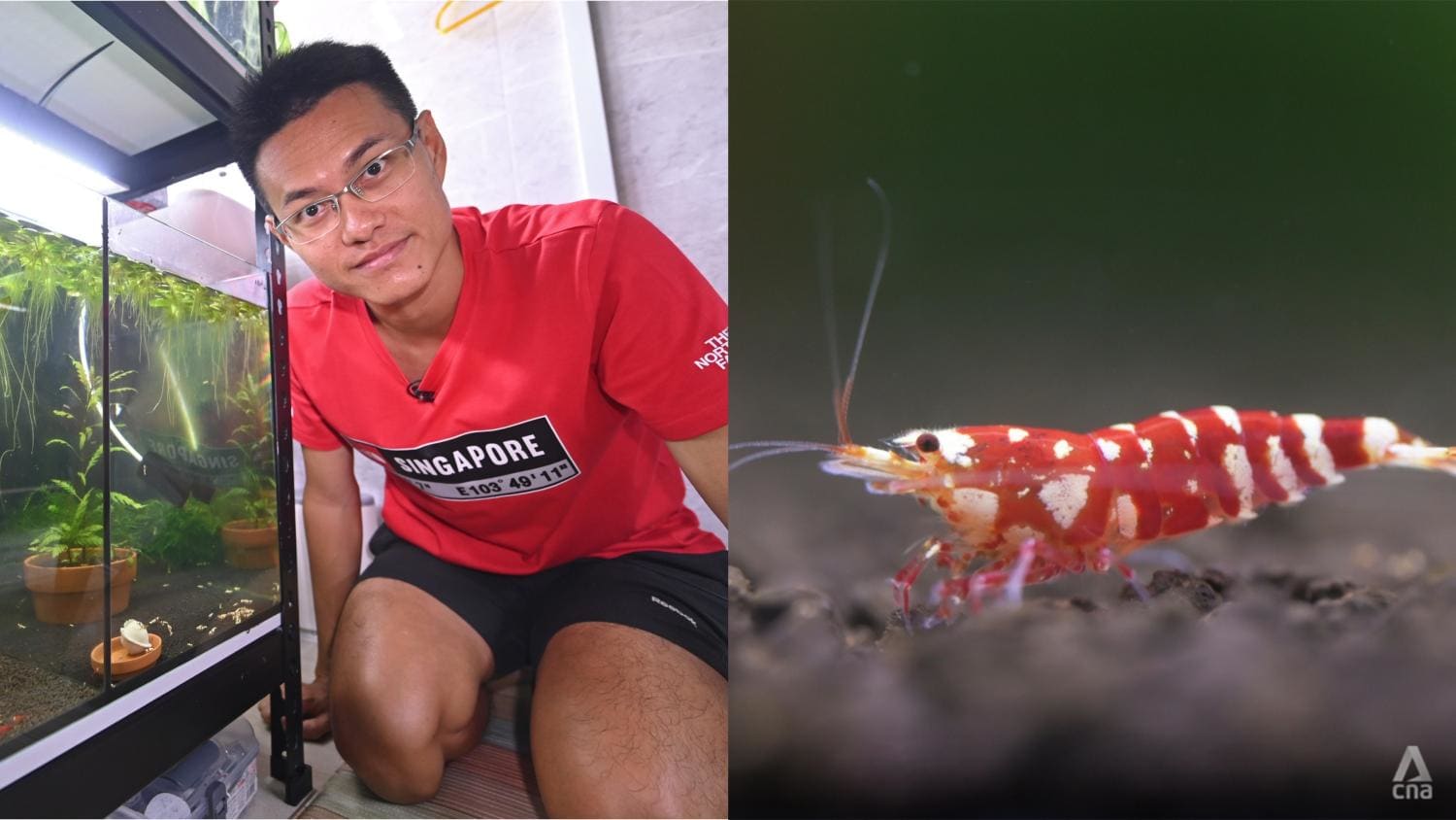 He’s a prawn star: Meet the ornamental shrimp hobbyist with a mission to educate and share