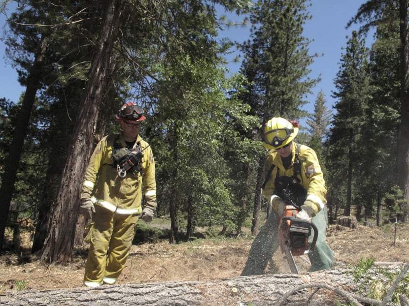 Gallery: California to fire up burners to battle dead tree epidemic