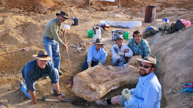 澳洲一恐龙化石属新物种 身长等同一个篮球场
