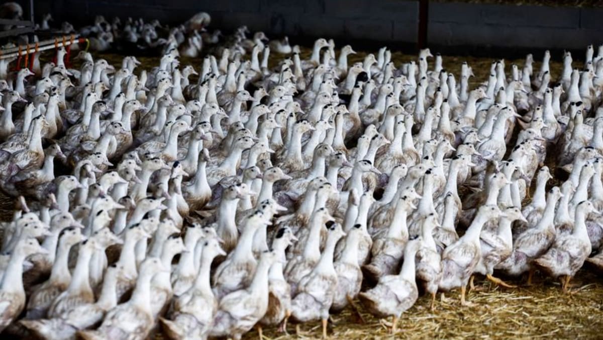 Kewaspadaan terhadap flu burung mendorong dunia untuk menghindari vaksin