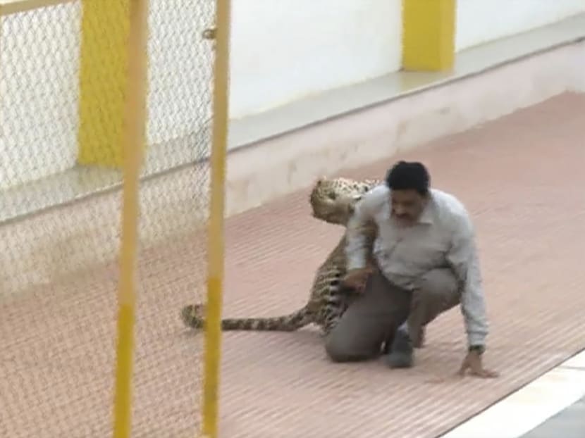 In this Feb. 7, 2016 image made from video, a leopard attacks a man at a school in Bangalore, India. Photo: AP