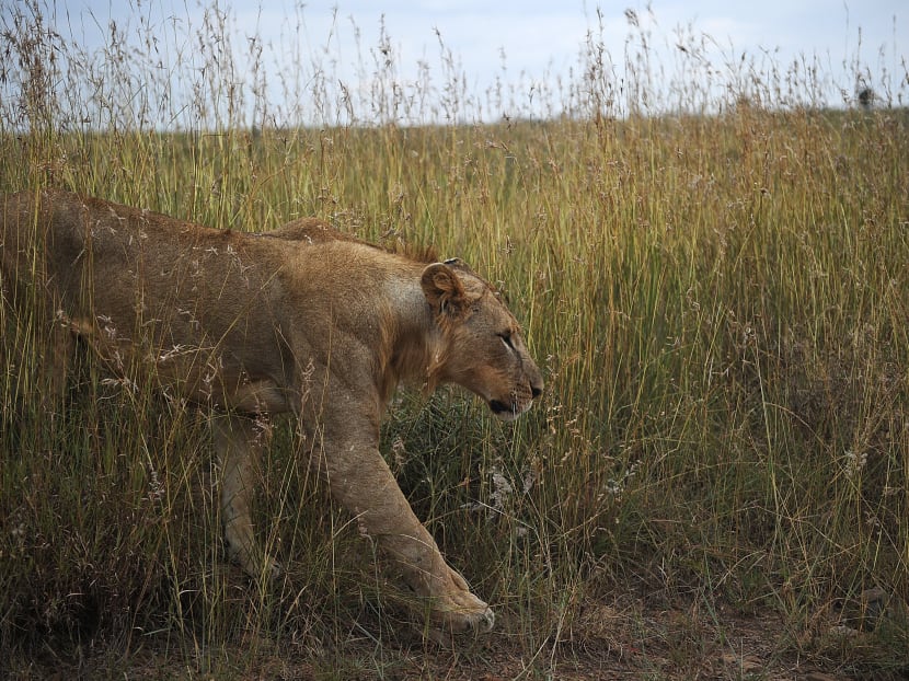 A young lion walks at the Nairobi national park on Aug 10, 2015.  Photo: AFP