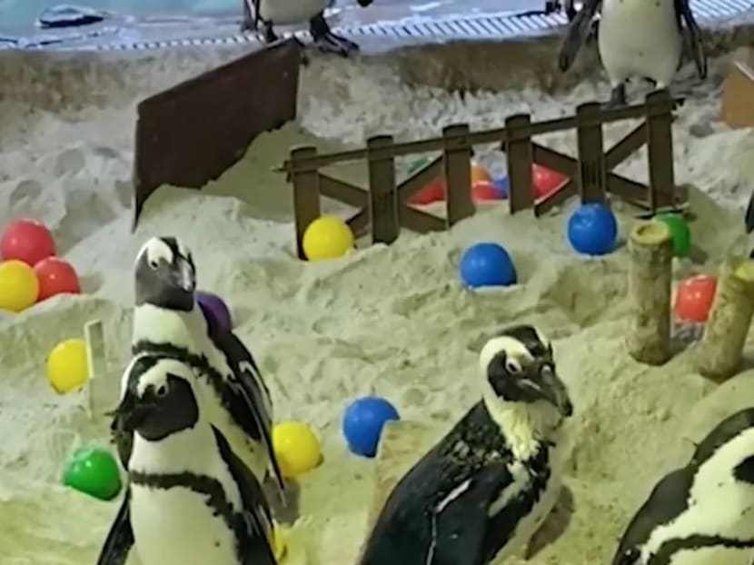 Wildlife Reserves Singapore said the obstacle course was designed to help the penguins exercise their leg muscles.