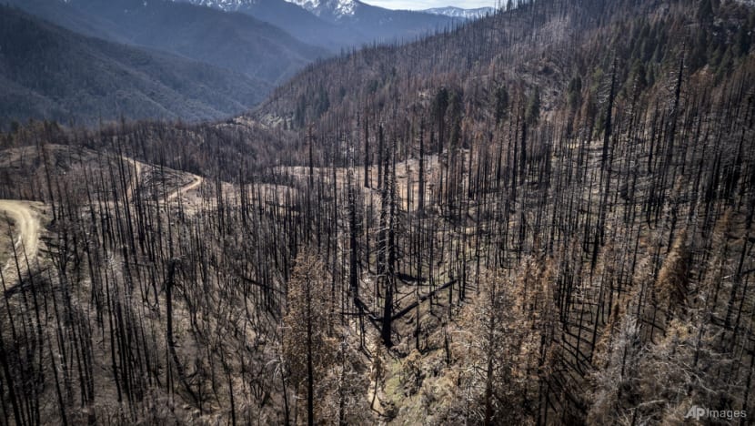 US to plant more trees as climate change kills off forests