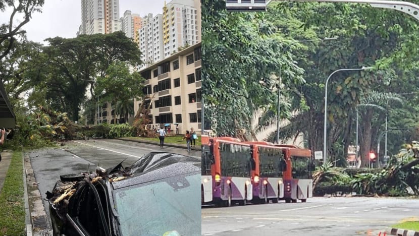 The Climate Conversations - How technology can reduce the risk of ... - Trees Falling In Urban Areas